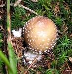 Pantherpilz, Foto 23