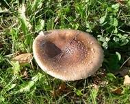 Pantherpilz, Foto 26