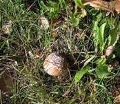 Pantherpilz, Foto 27