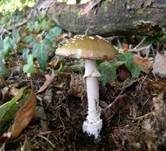 Pantherpilz, Foto 28