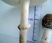 Pantherpilz, Foto 29