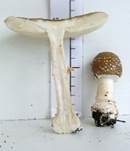 Pantherpilz, Foto 31