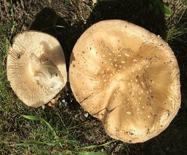 Pantherpilz, Foto 5
