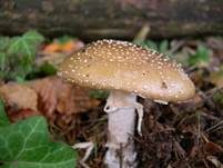 Pantherpilz, Foto 32
