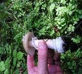 Pantherpilz, Foto 33