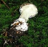Pantherpilz, Foto 35