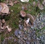 Pantherpilz, Foto 36