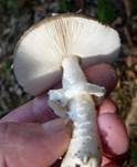 Pantherpilz, Foto 37