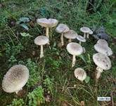 Pantherpilz, Foto 40