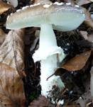 Pantherpilz, Foto 41