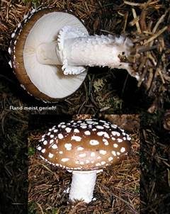 Pantherpilz, Foto 6