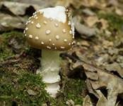 Pantherpilz, Foto 42