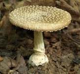 Pantherpilz, Foto 45