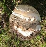 Pantherpilz, Foto 46