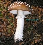 Pantherpilz, Foto 48