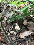 Pantherpilz, Foto 49
