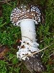 Pantherpilz, Foto 7
