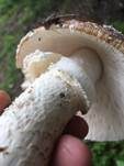 Pantherpilz, Foto 54