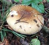 Pantherpilz, Foto 58