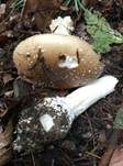 Pantherpilz, Foto 59