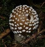 Pantherpilz, Foto 8