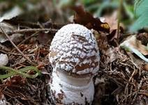 Pantherpilz, Foto 65