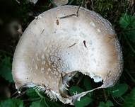 Pantherpilz, Foto 66