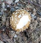Pantherpilz, Foto 67