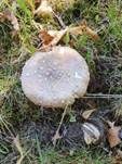 Pantherpilz, Foto 70