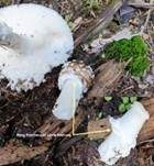 Pantherpilz, Foto 71