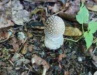 Pantherpilz, Foto 73