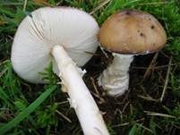 Pantherpilz, Foto 74
