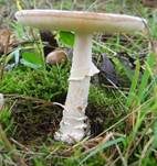 Pantherpilz, Foto 75
