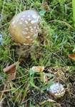 Pantherpilz, Foto 79