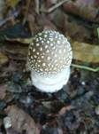 Pantherpilz, Foto 80