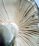 Pantherpilz, Foto 85