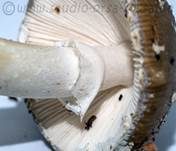 Pantherpilz, Foto 86
