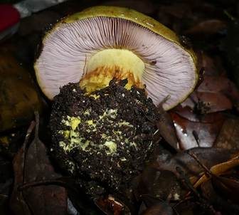 Papageien Klumpfuß, Foto 3