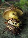 Papageien Klumpfuß, Foto 9