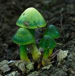 Papageiensaftling, Foto 14