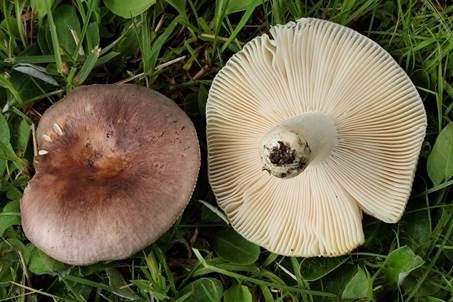 Papageientäubling, Foto 3
