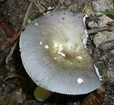 Papageientäubling, Foto 14