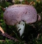 Papageientäubling, Foto 18