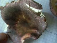 Papageientäubling, Foto 23