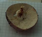 Papageientäubling, Foto 25