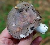 Papageientäubling, Foto 7