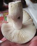 Papageientäubling, Foto 9