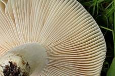 Papageientäubling, Foto 11