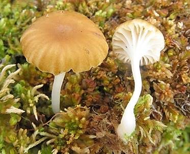 Papillentrichterling, Foto 2