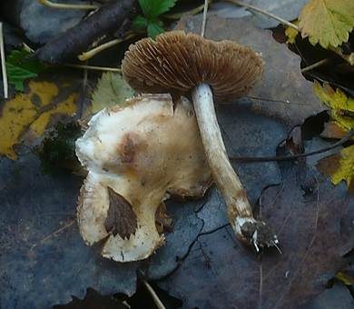 Pappelfälbling, Foto 2